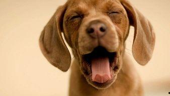 娱乐吃瓜酱狗饭盆,吃瓜酱狗饭盆背后的故事