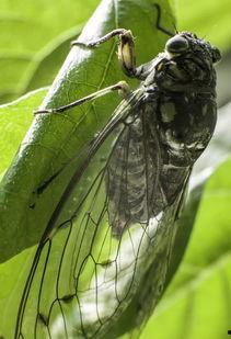 娱乐吃瓜酱知了