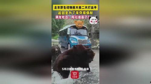 娱乐吃瓜酱熊大熊二,娱乐吃瓜酱熊大熊二的热辣趣事